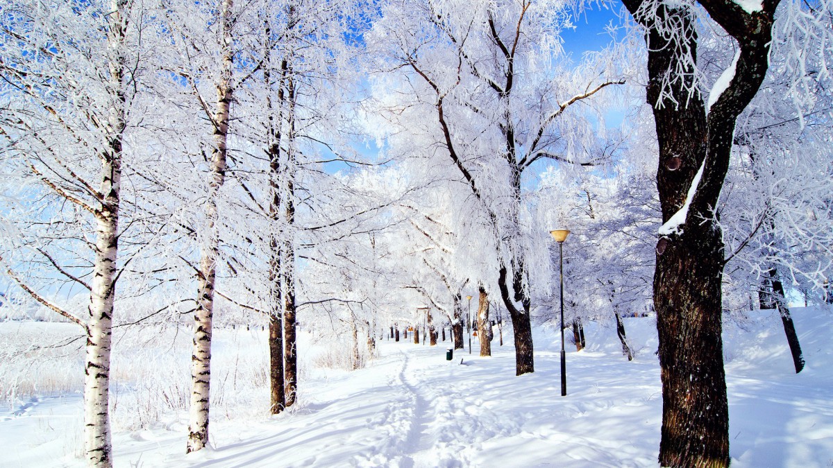 雪地树木景色壁纸812