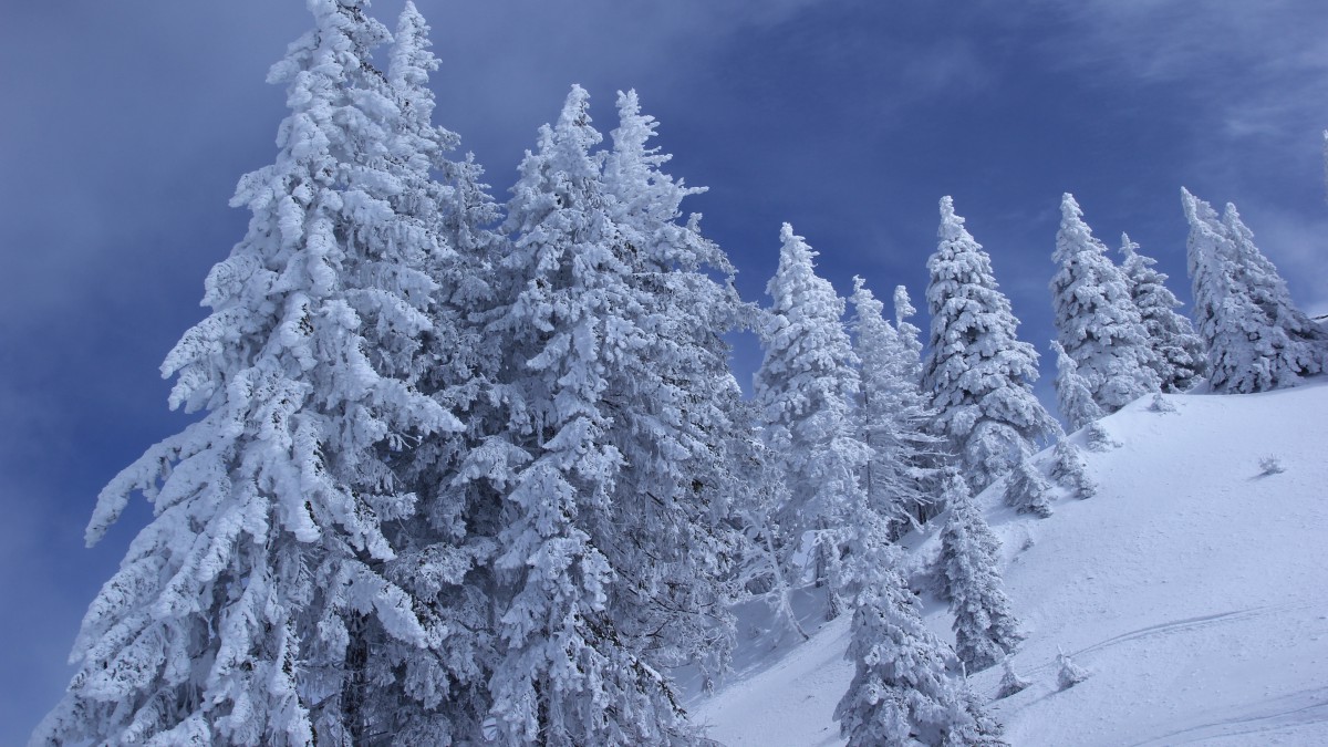 冬季雪松雪景图片-风景壁纸-高清风景图片-娟娟壁纸