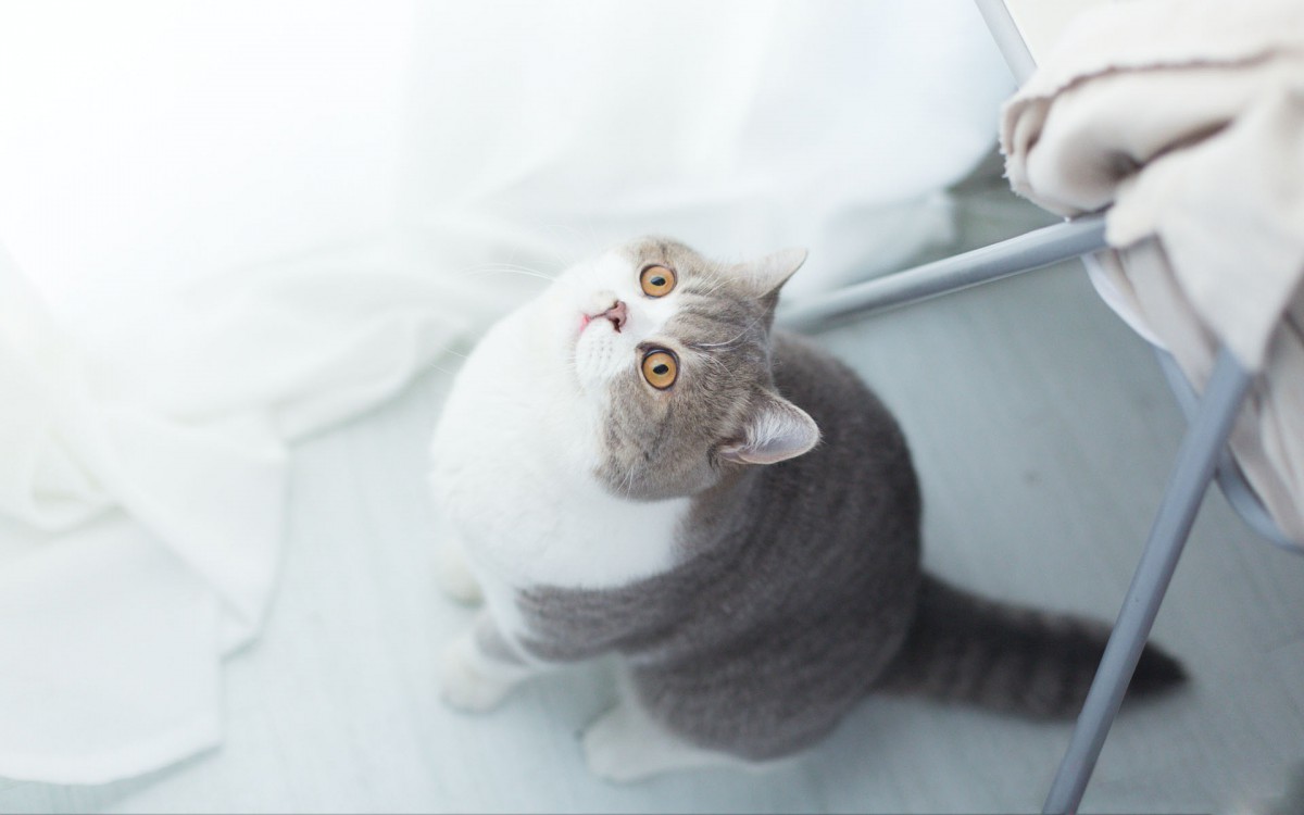 可爱的小猫肥猫图片55