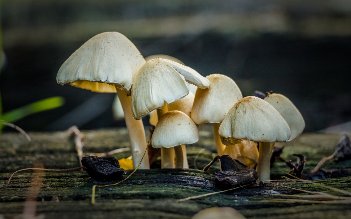 野外生长的蘑菇图片810