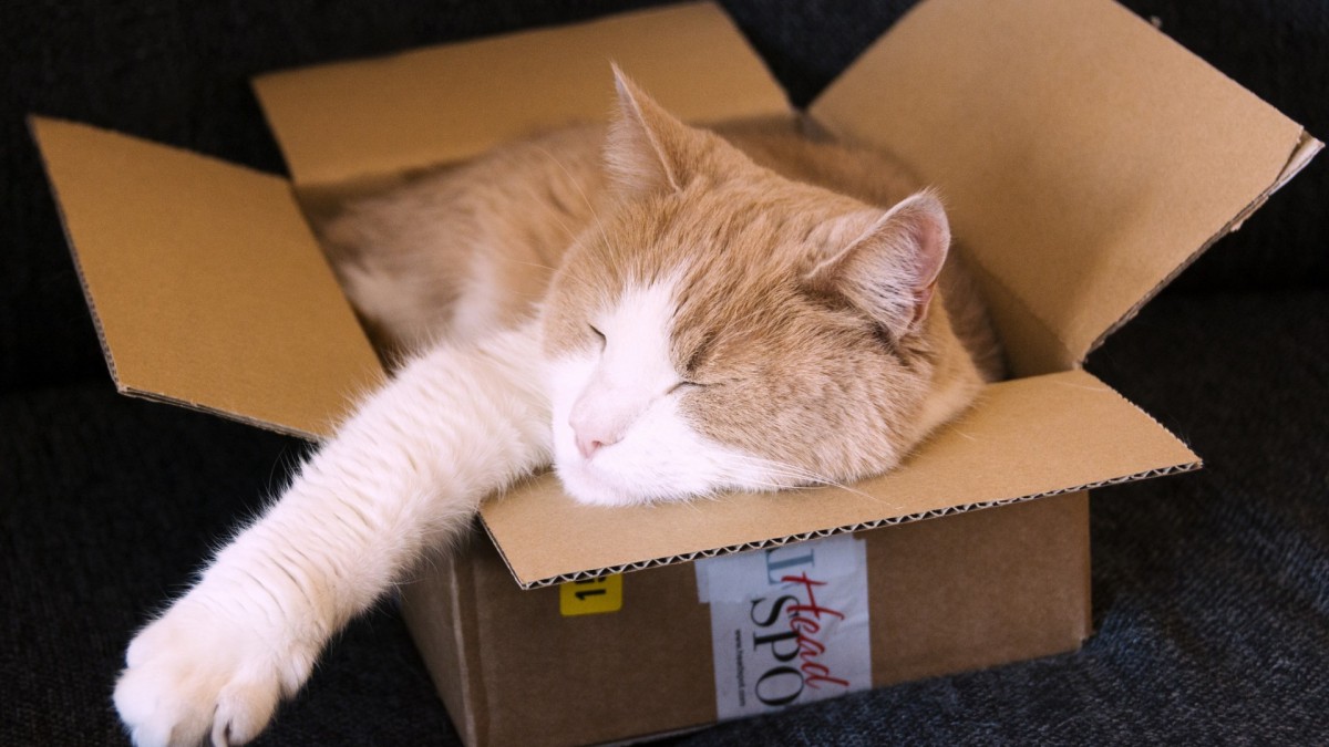 可爱猫咪睡姿图片1113