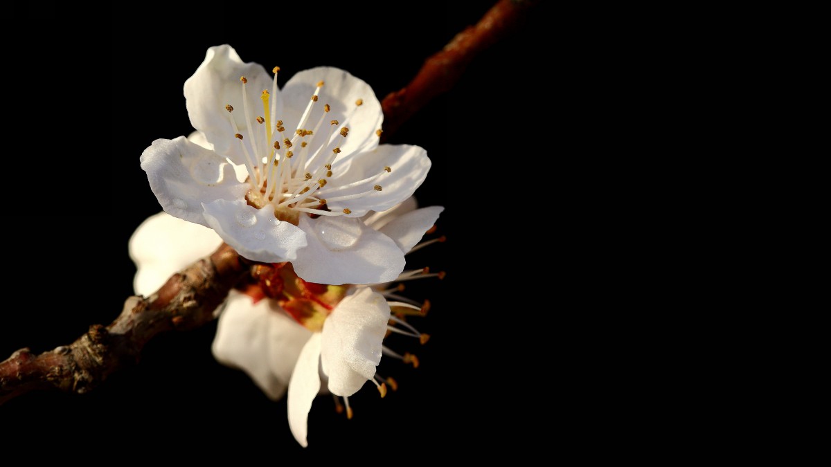 白色的杏花图片-花卉壁纸-高清花卉图片-第11图-娟娟壁纸