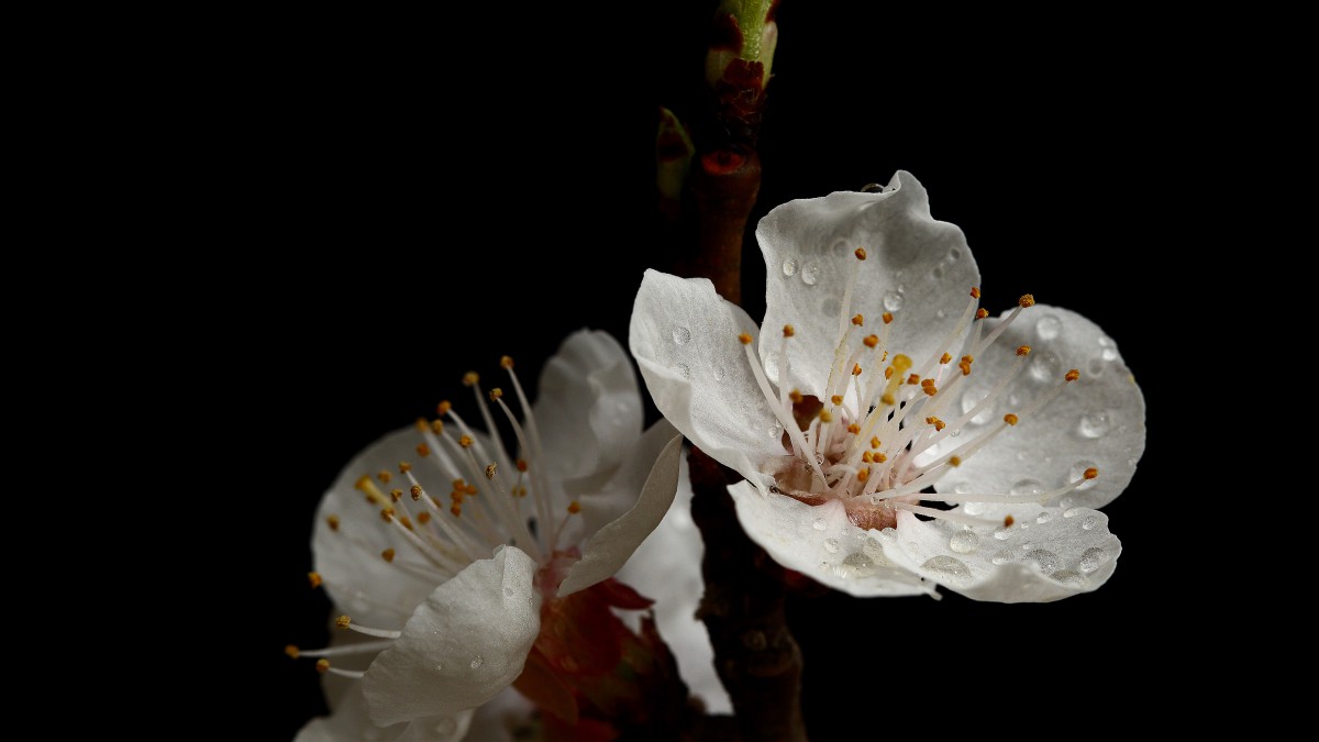 白色的杏花图片-花卉壁纸-高清花卉图片-第2图-娟娟壁纸