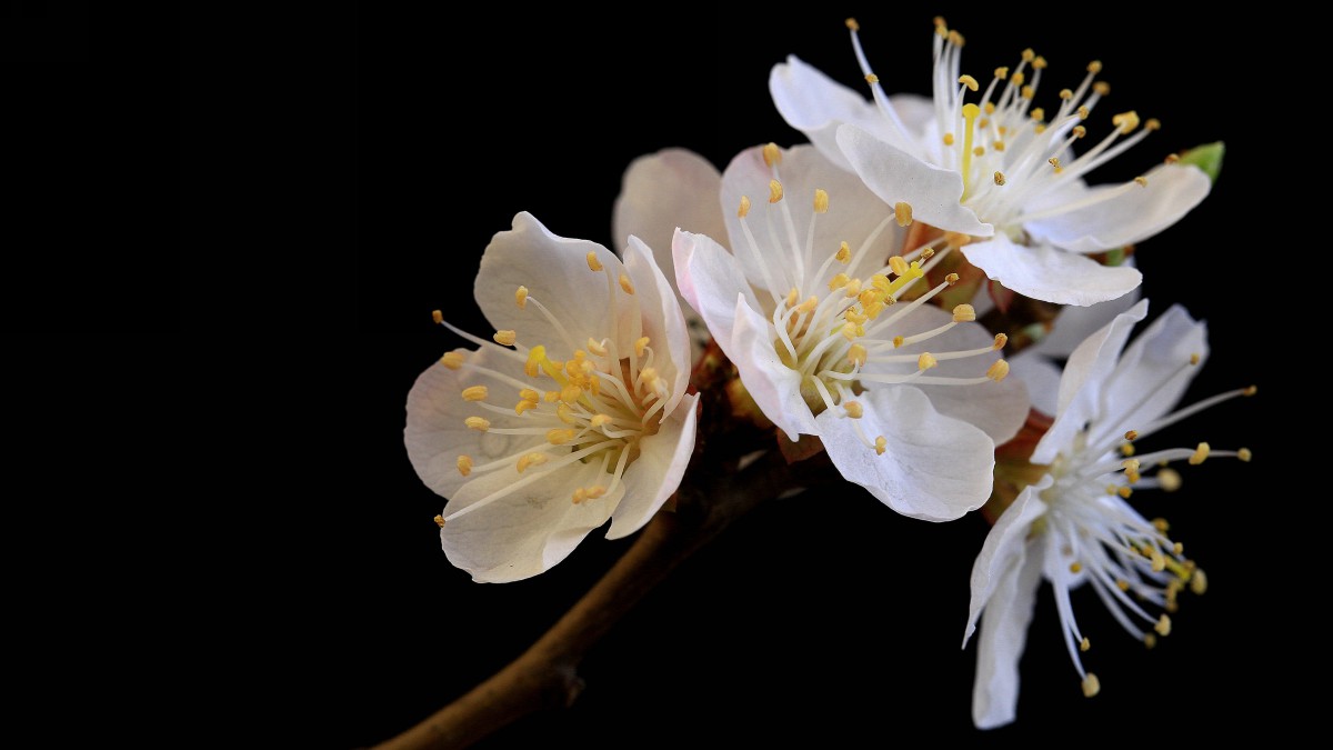 白色的杏花图片-花卉壁纸-高清花卉图片-第4图-娟娟壁纸