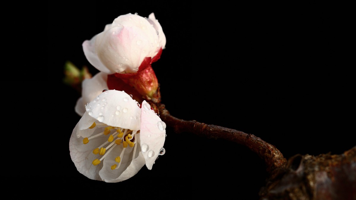 白色的杏花图片-花卉壁纸-高清花卉图片-第8图-娟娟壁纸