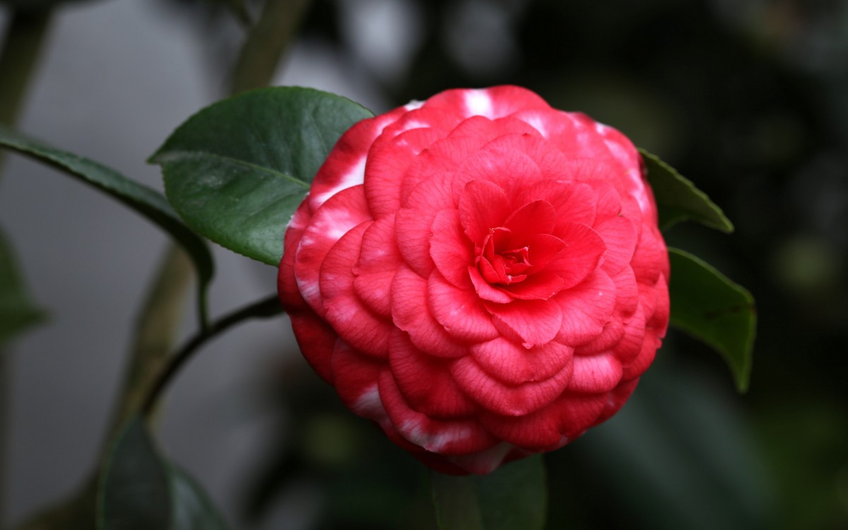 观赏茶花图片-花卉壁纸-高清花卉图片-第8图-娟娟壁纸