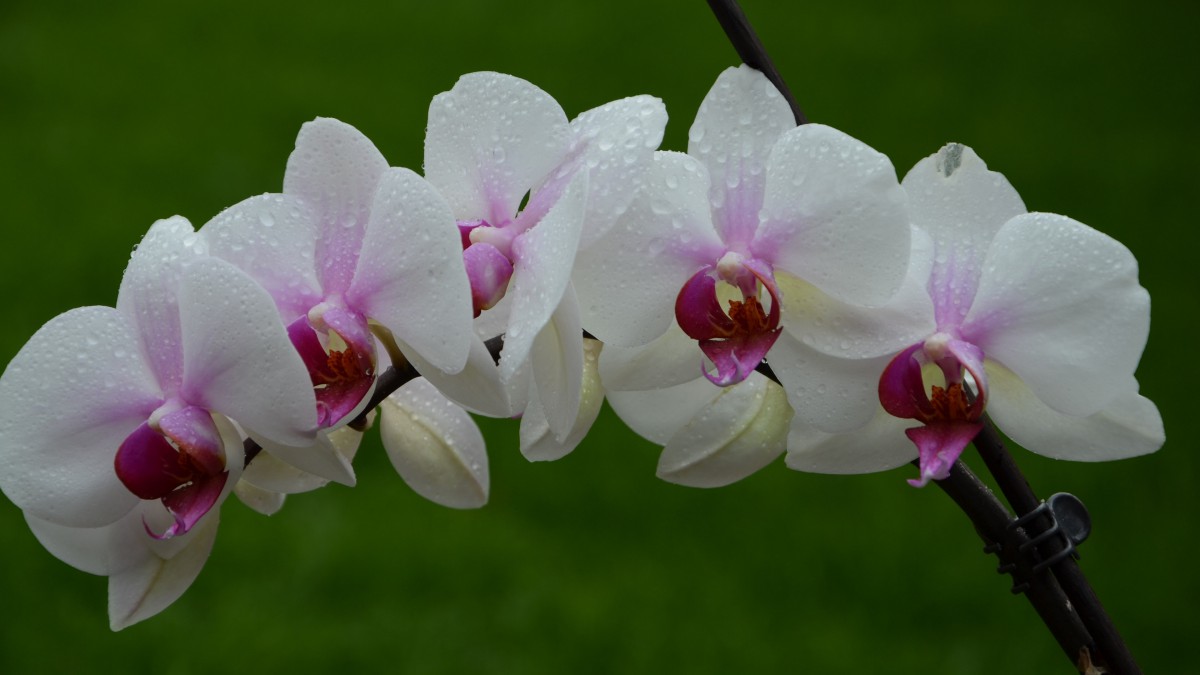 蝴蝶兰花图片-花卉壁纸-高清花卉图片-第5图-娟娟壁纸