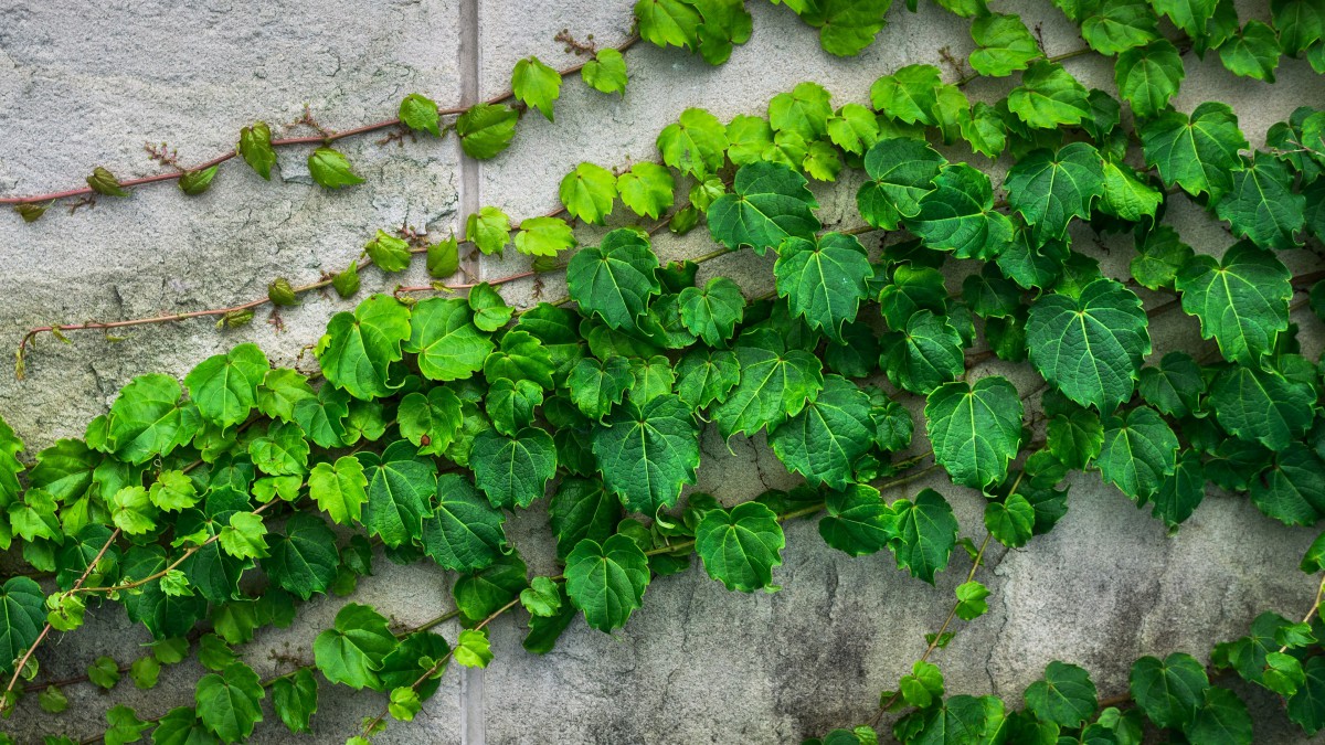 绿色植物常春藤图片-花卉壁纸-高清花卉图片-第5图