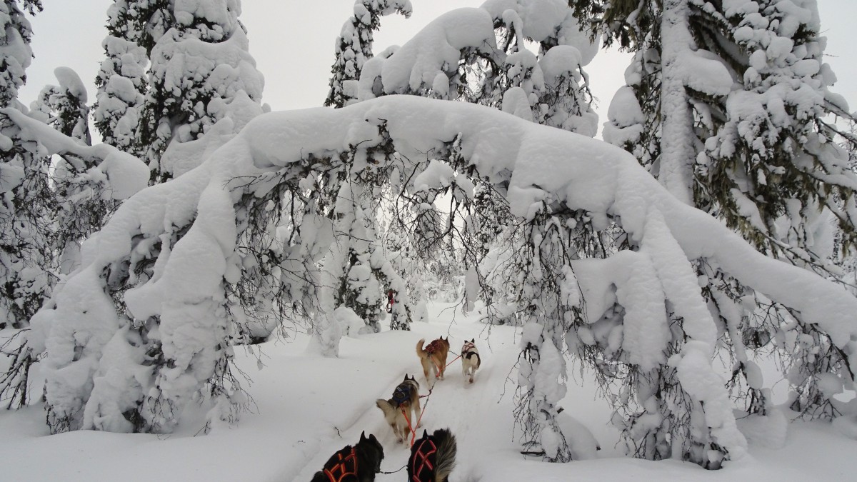 拉普兰德冬季冰雪风景图片513