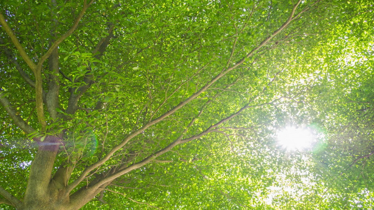 夏日枝繁叶茂的大树图片-风景壁纸-高清风景图片-第7