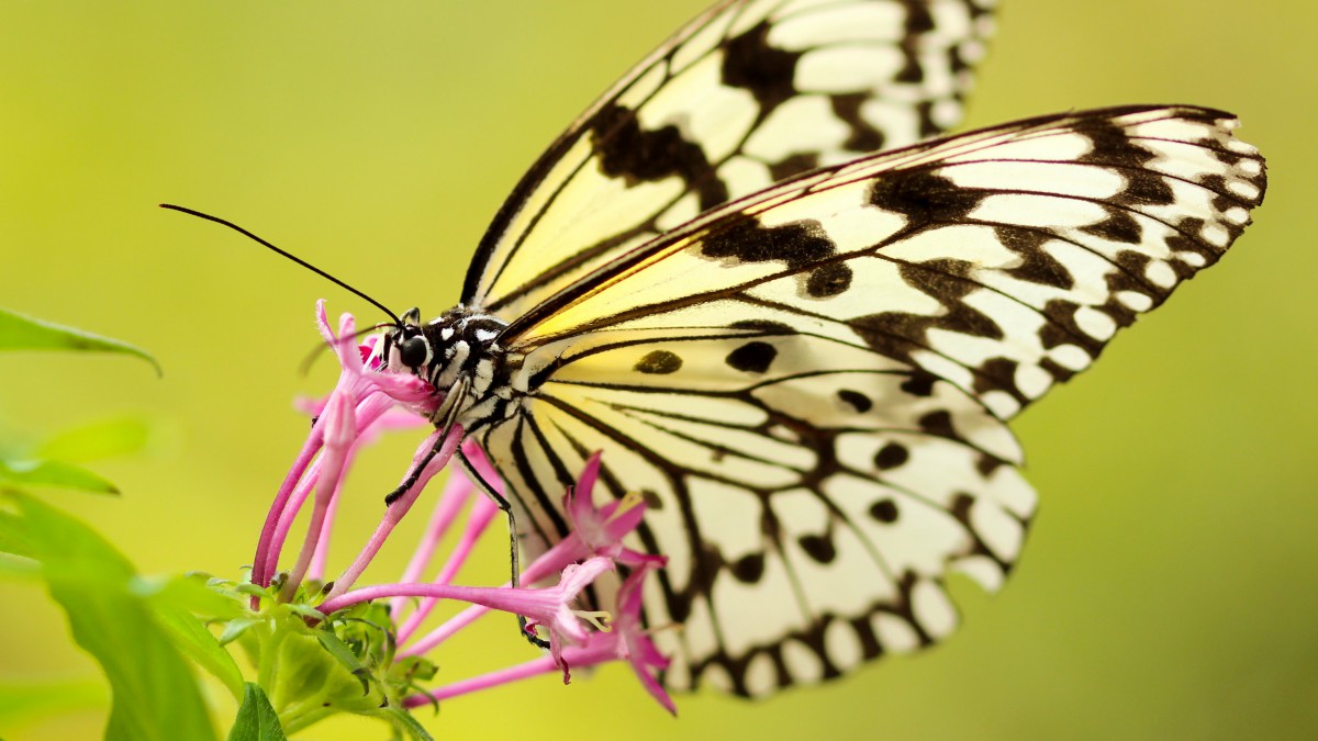 花蕊上的蝴蝶图片-动物壁纸-高清动物图片-第4图-娟娟