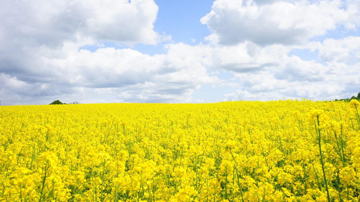 桌面壁纸 花卉 百花盛开 高清油菜花风景图片大图