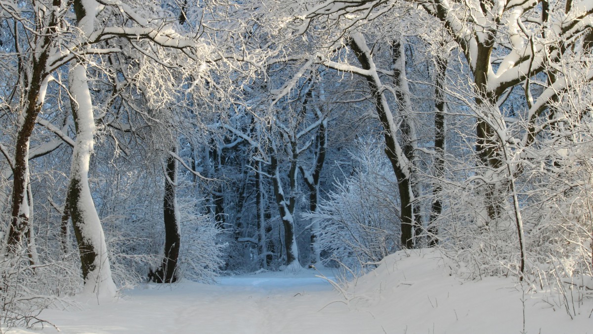 森林大雪雪景图片-风景壁纸-高清风景图片-第9图-娟娟壁纸