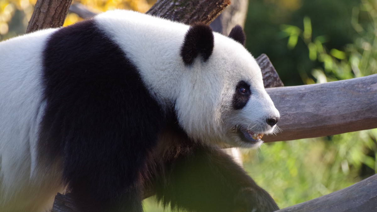 可爱大熊猫图片高清-动物壁纸-高清动物图片-娟娟壁纸