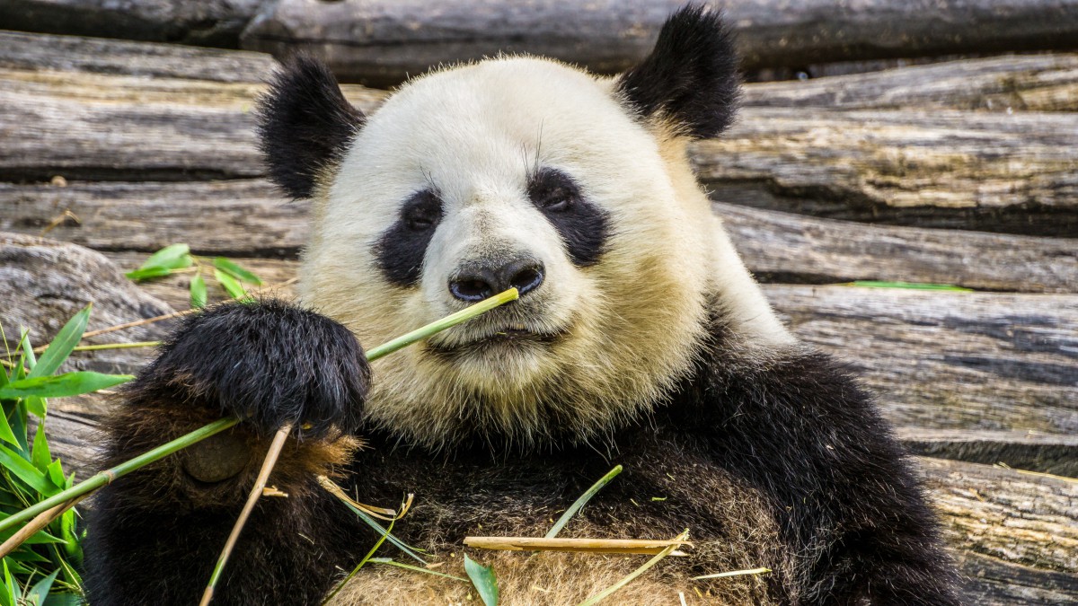 可爱大熊猫图片高清-动物壁纸-高清动物图片-第13图-娟娟壁纸