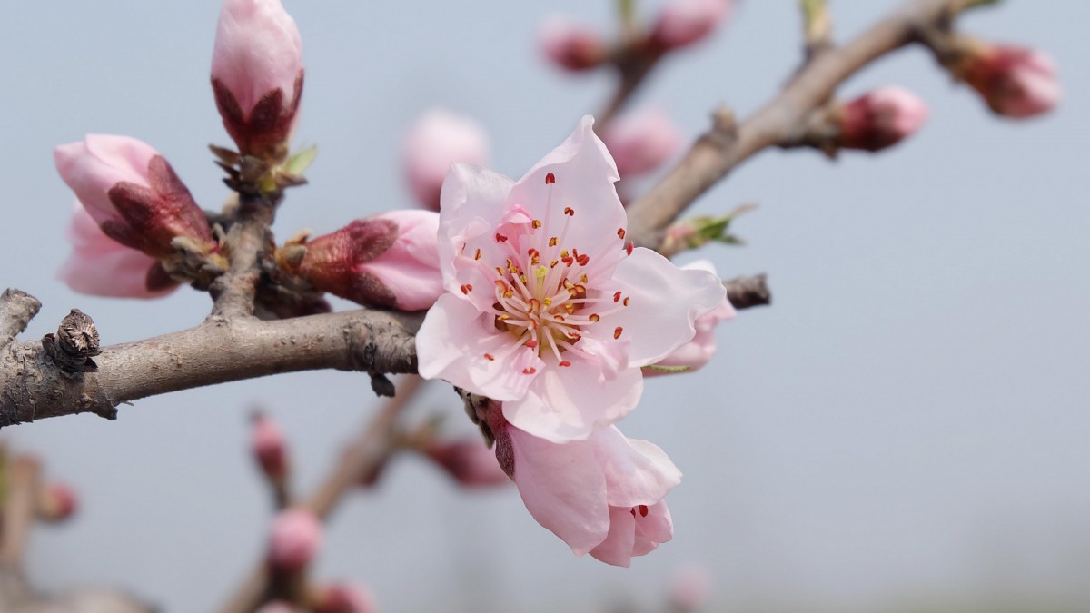 高清桃花图片大全-花卉壁纸-高清花卉图片-娟娟壁纸