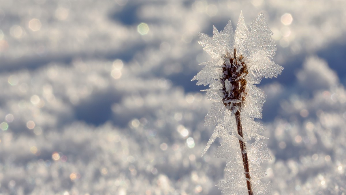 寒冷的冰雪霜冻图片-风景壁纸-高清风景图片-第13图-娟娟壁纸