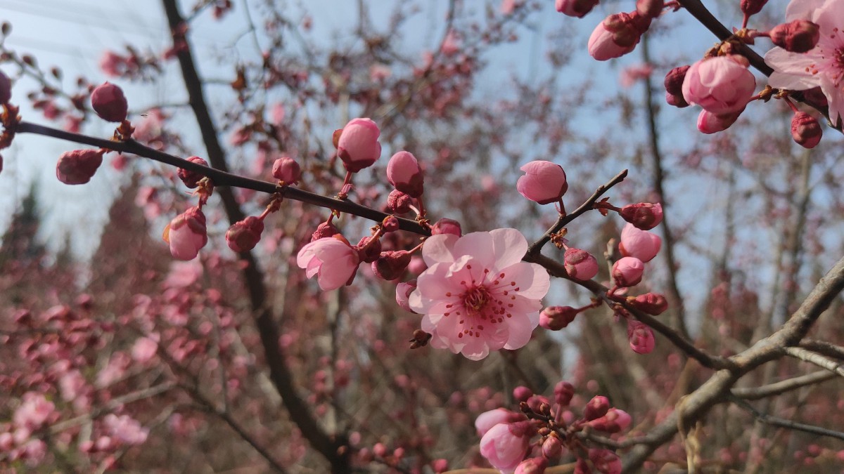 凌寒怒放的梅花图片57