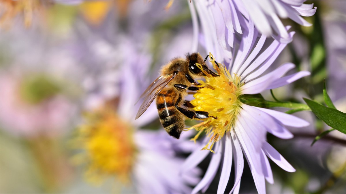 花瓣上采蜜的蜜蜂图片815
