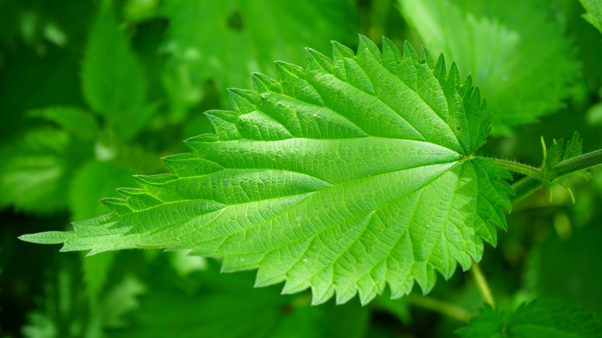 植物荨麻图片120