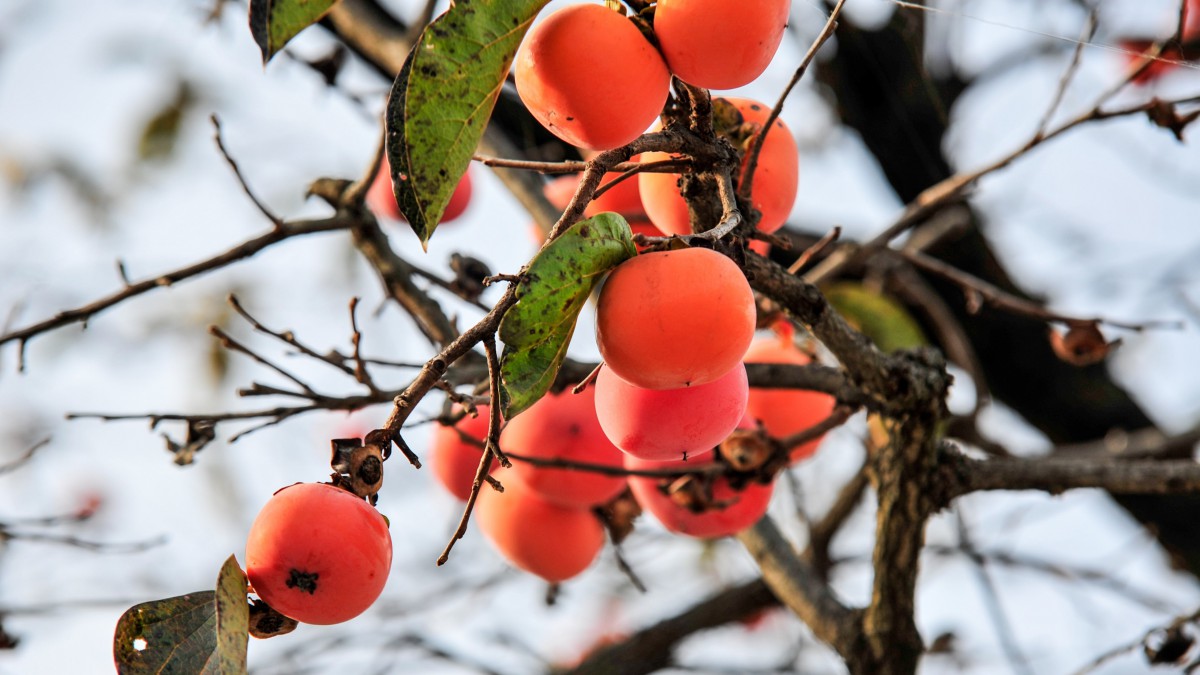 桌面壁纸 花卉 水果蔬菜 枝头上的柿子图片壁纸分辨率(5120x2880)