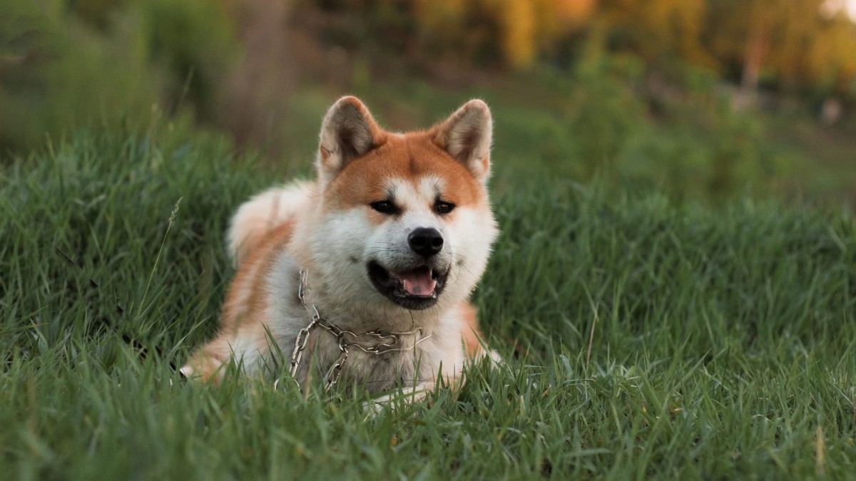 桌面壁纸 动物 可爱小狗 日本国犬 秋田犬图片上一组图 下一组图