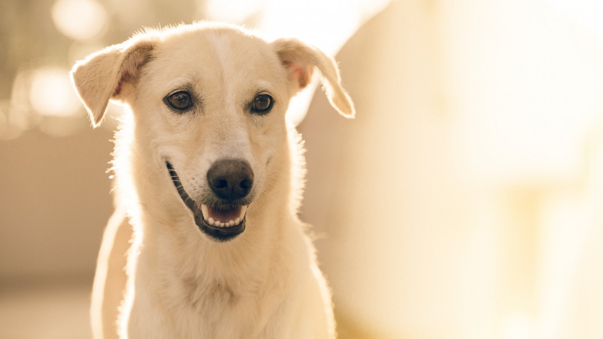 拉布拉多猎犬高清图片-动物壁纸-高清动物图片-第16图-娟娟壁纸