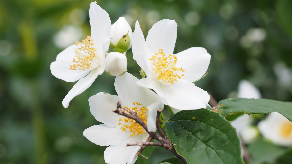 芳香扑鼻的茉莉花图片-花卉壁纸-高清花卉图片-第2图-娟娟壁纸