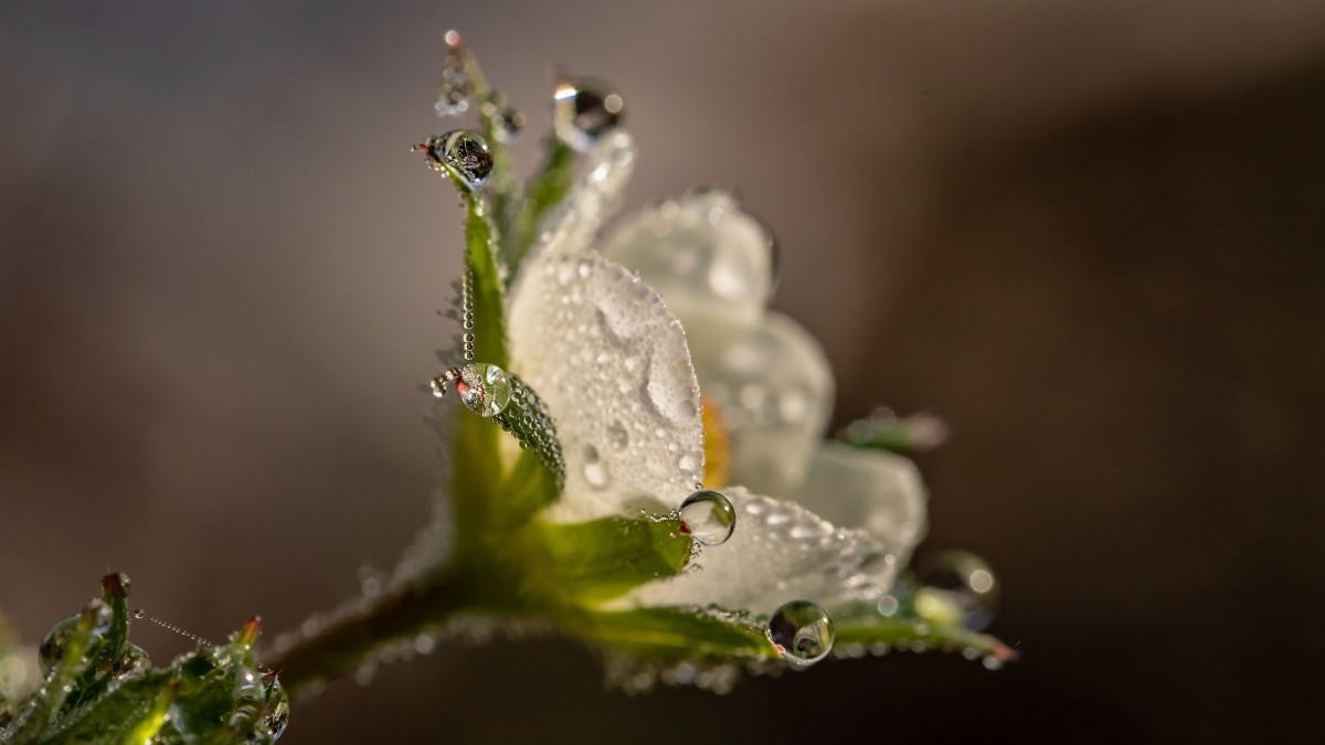 鲜花上的水滴露珠图片-花卉壁纸-高清花卉图片-第3图-娟娟壁纸