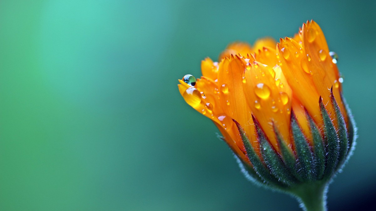 鲜花上的水滴露珠图片-花卉壁纸-高清花卉图片-第5图-娟娟壁纸