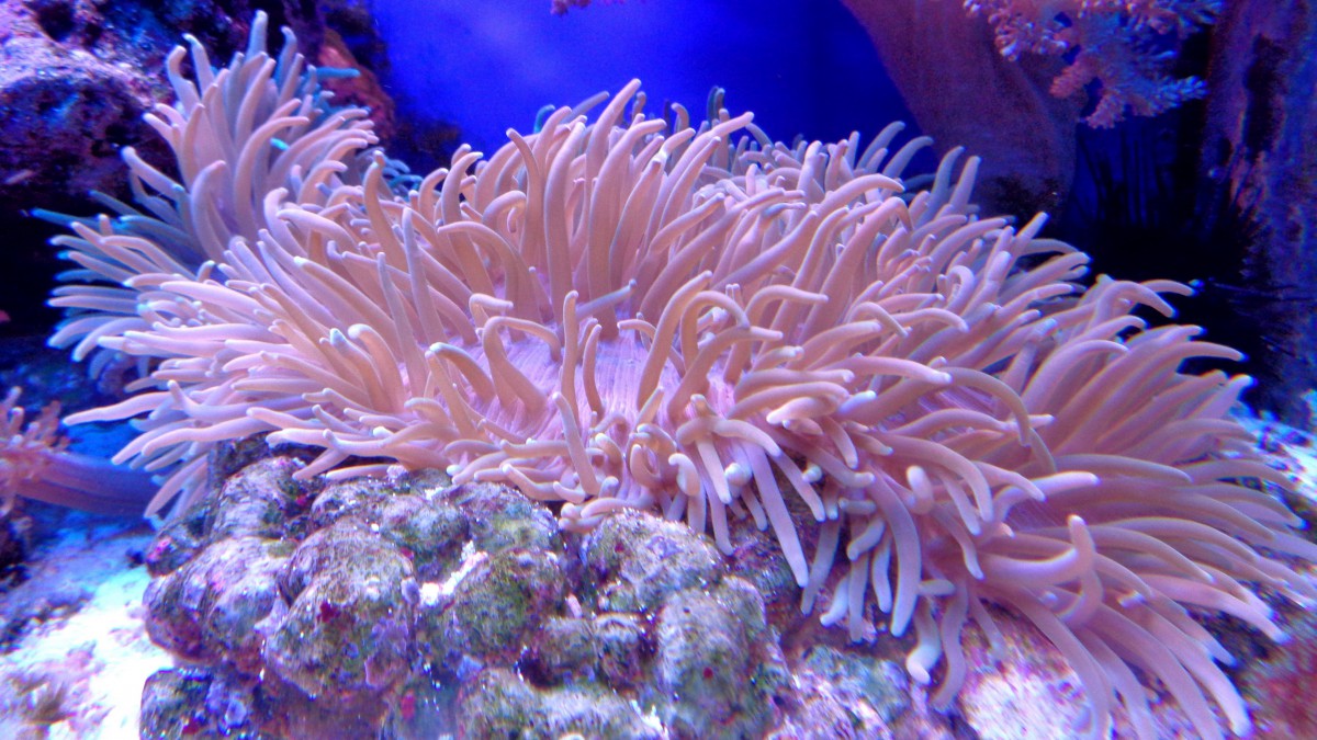 色彩丰富的珊瑚图片59