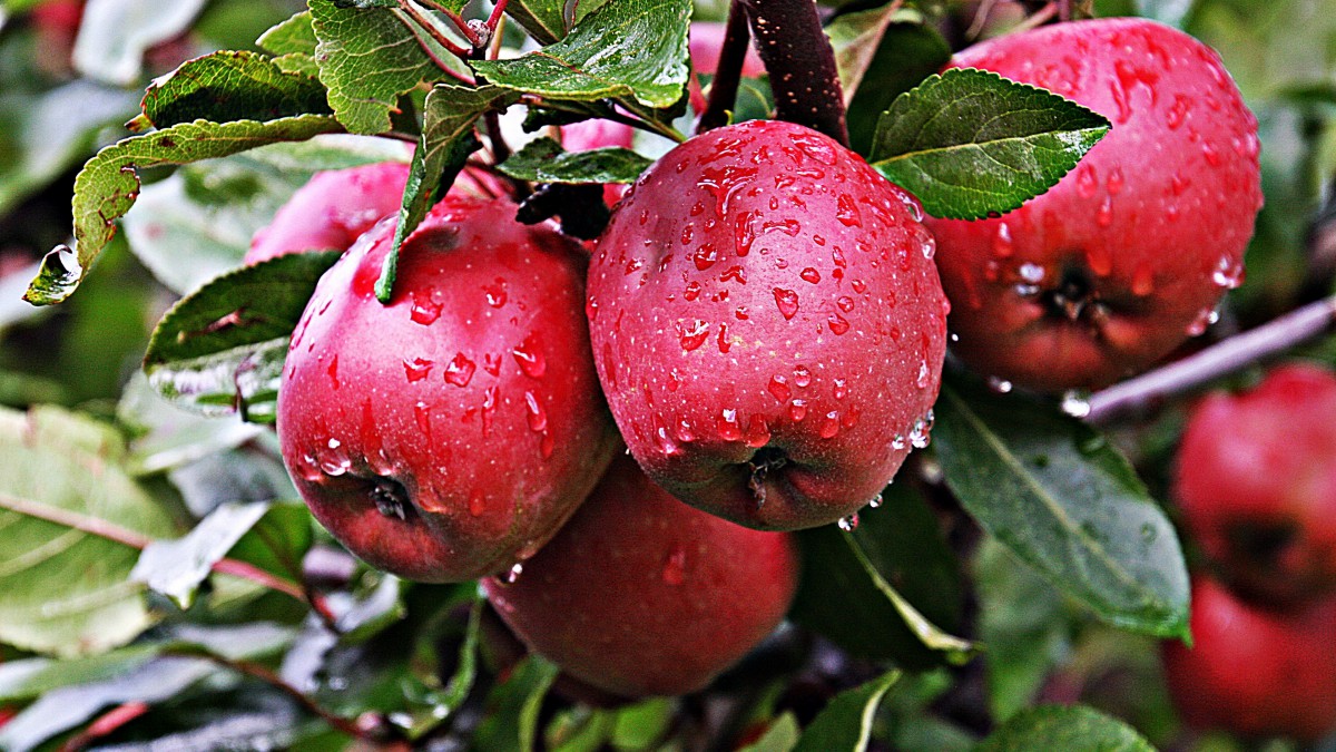 树枝上的红苹果图片116