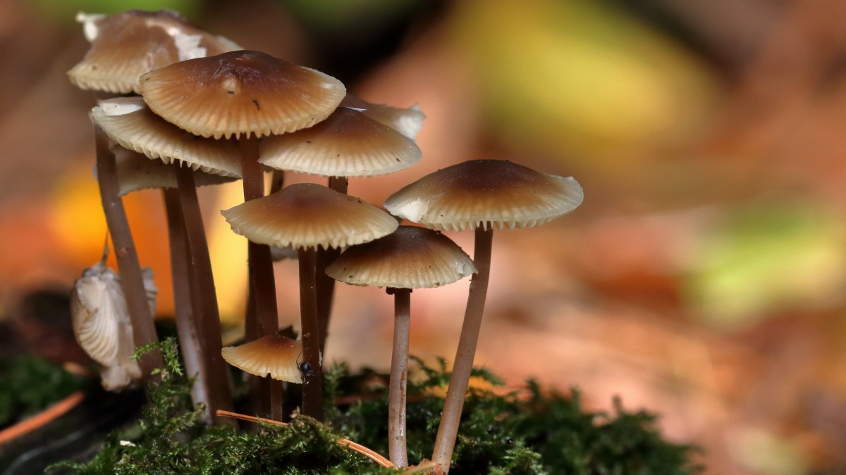 森林里的野生蘑菇图片1719