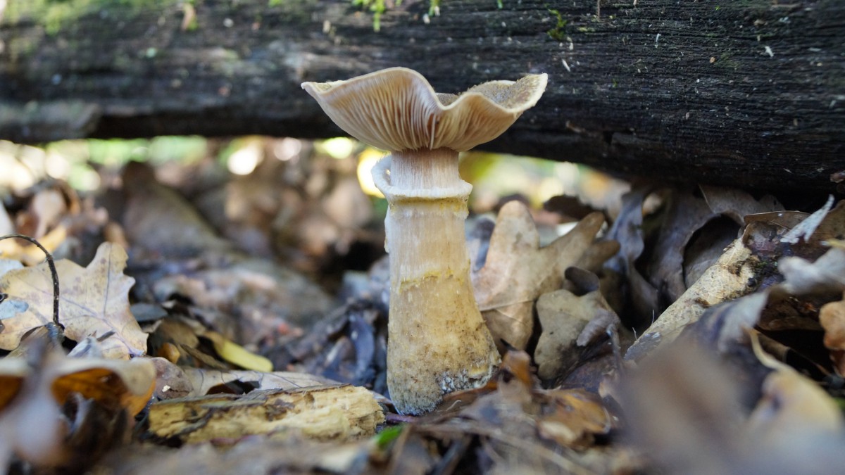 森林里的野生蘑菇图片619