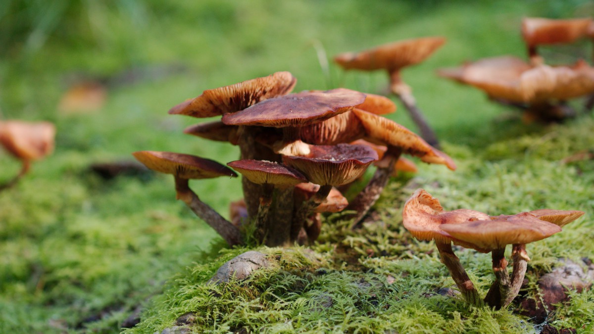 森林里的野生蘑菇图片919