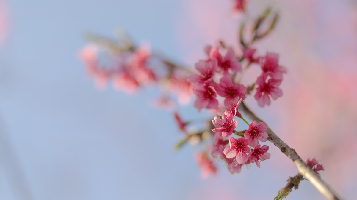 鲜艳的樱花高清图片-花卉壁纸-高清花卉图片-第5图-娟娟壁纸