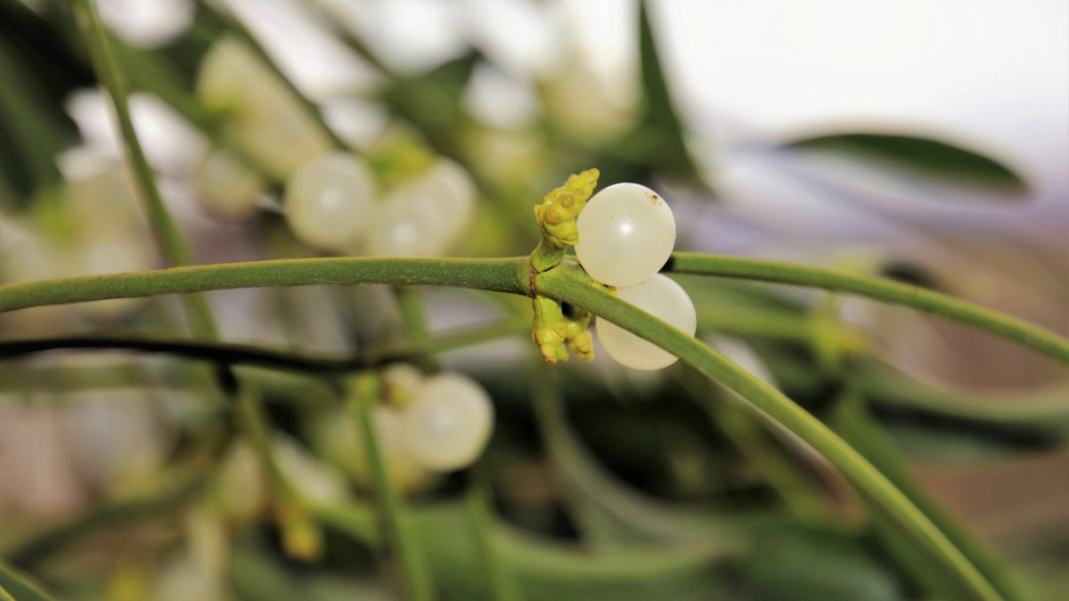 高清槲寄生图片-花卉壁纸-高清花卉图片-第8图-娟娟壁纸