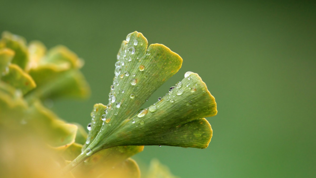 高清银杏树叶图片-花卉壁纸-高清花卉图片-第8图-娟娟壁纸