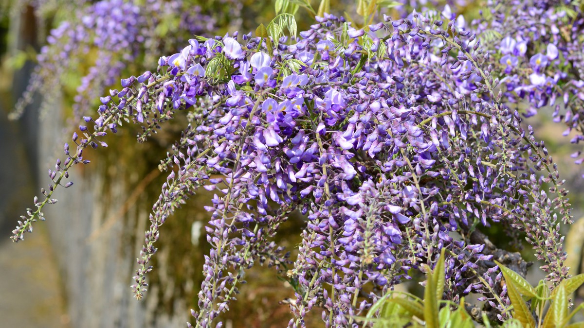 唯美紫藤萝图片高清-花卉壁纸-高清花卉图片-第8图