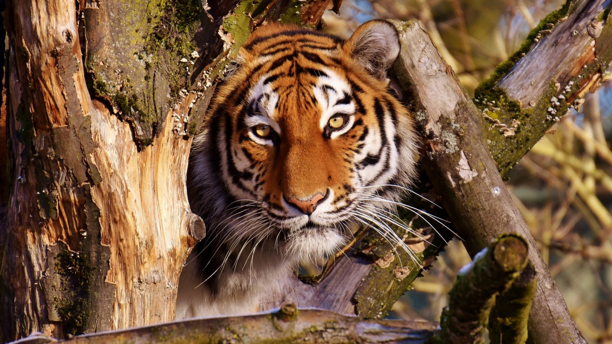 威武霸气的老虎图片-动物壁纸-高清动物图片-第2图-娟娟壁纸