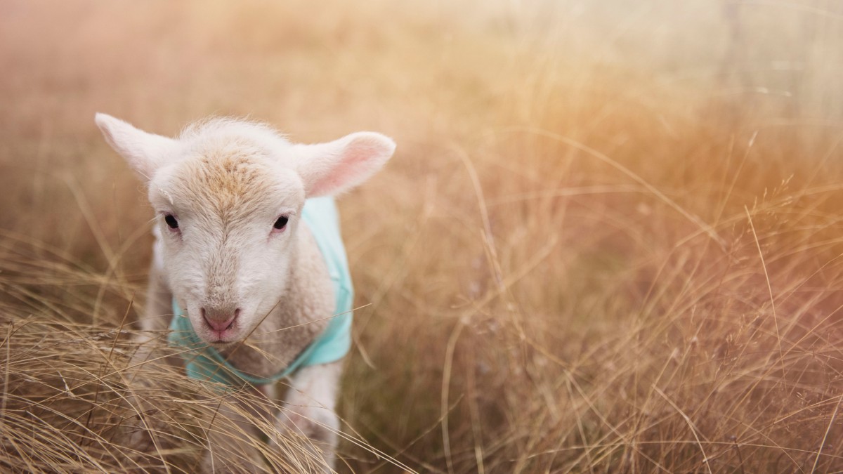 可爱小羊羔图片大全-动物壁纸-高清动物图片-娟娟壁纸