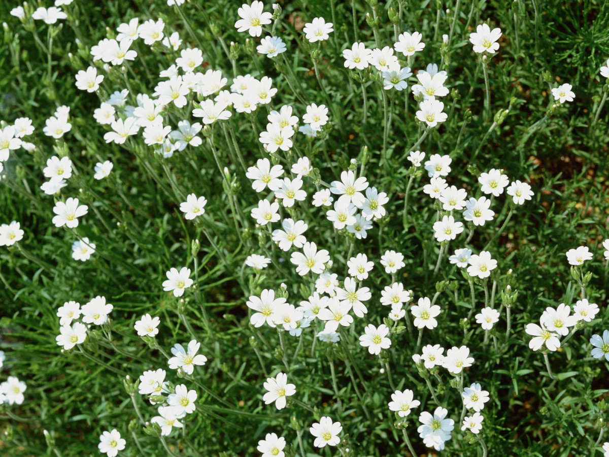 白色花朵 第三�