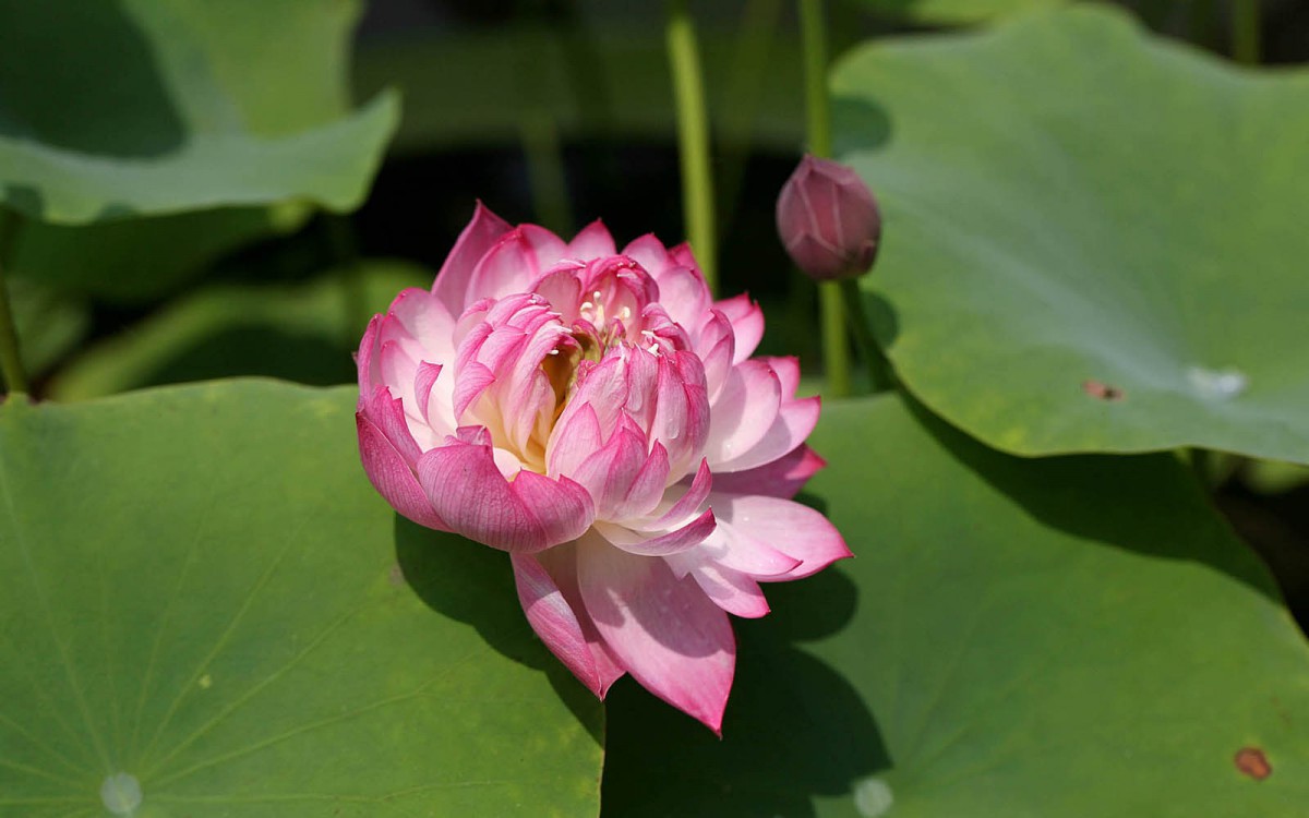 荷花写真 第二辑-花卉壁纸-高清花卉图片-第12图-娟娟壁纸