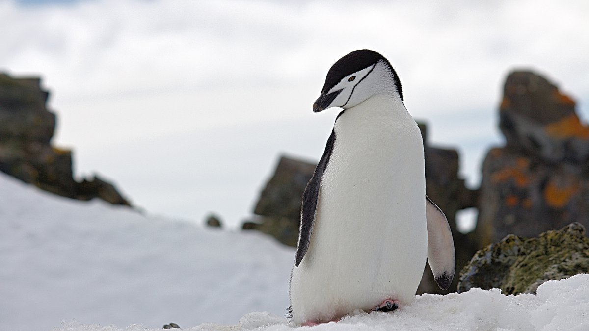 南极企鹅雪地生活图片