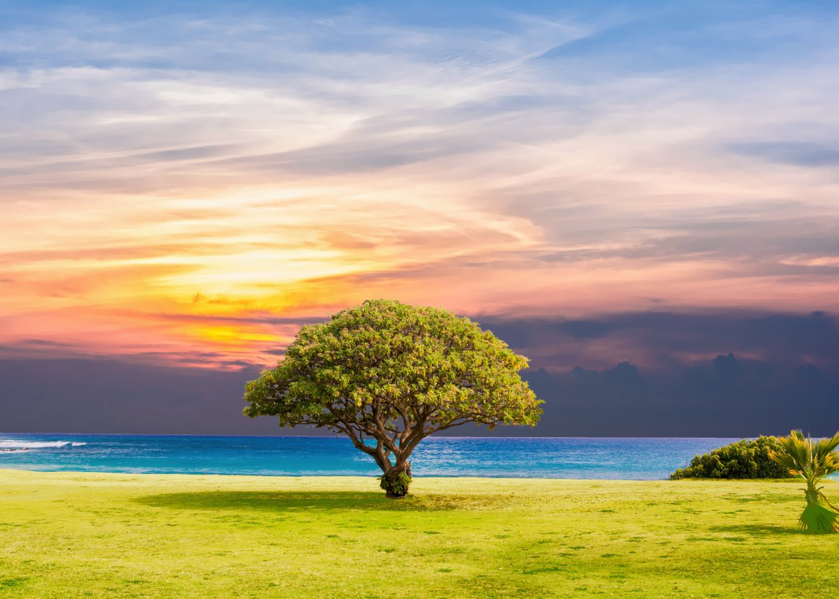 树海草 自然 海洋 夏天 太阳 5k风景图片