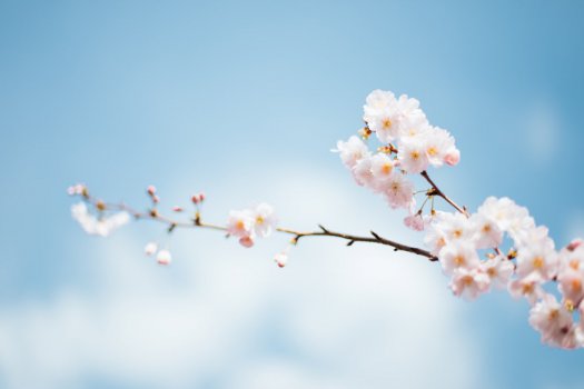 河津樱花4k图片