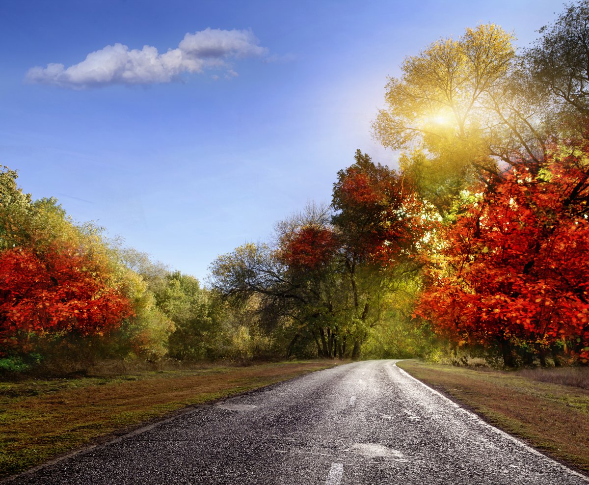 自然秋天的树叶4k风景图片图片