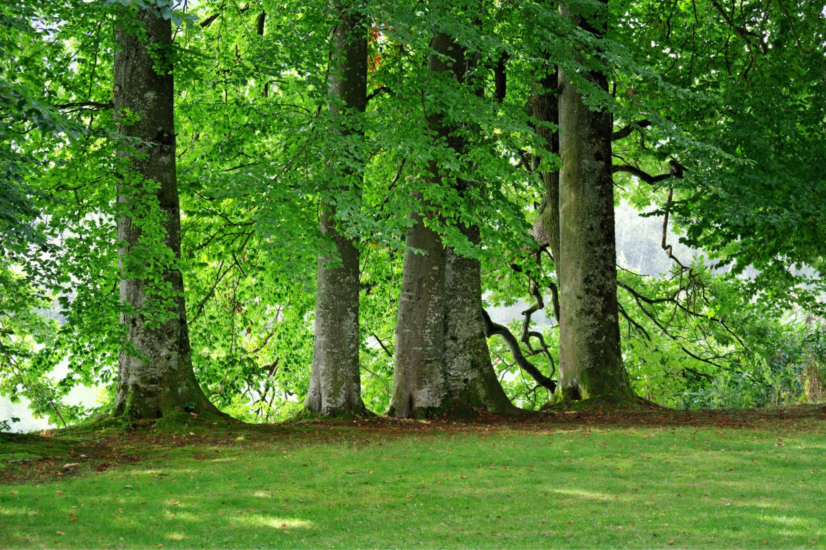 绿色 树木 草地 格罗夫的树木 4k风景图片,4k高清风景图片,娟娟壁纸
