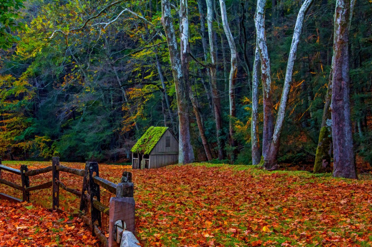 自然森林公园树 栅栏 秋天风景4k图片图片,4k高清风景图片,娟娟壁纸