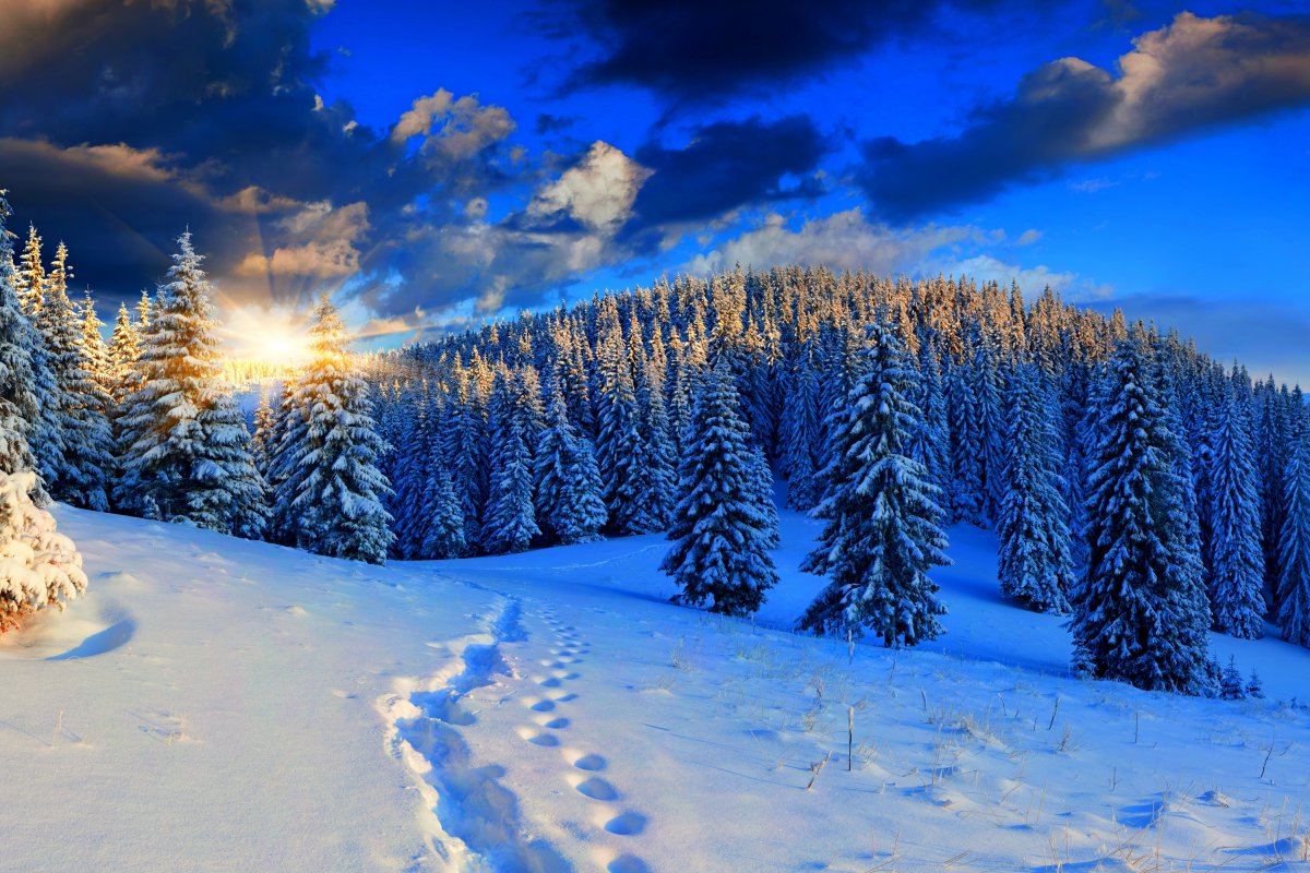 自然冬天树林雪脚印天空4k风景图片图片